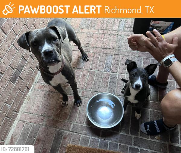 Found/Stray Female Dog last seen 1093/Spring Green, Richmond, TX 77406