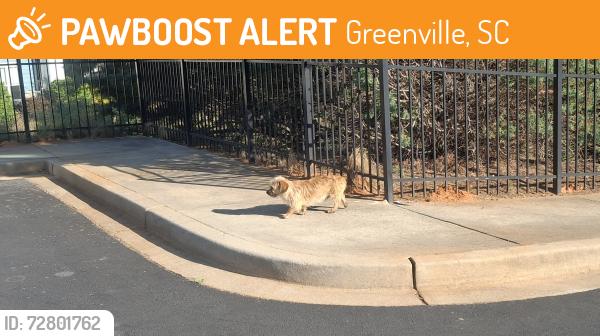 Found/Stray Male Dog last seen Old Buncomb and Poinsett Hwy, Greenville, SC 29609