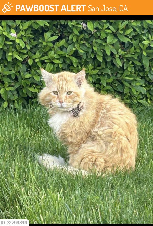 Found/Stray Male Cat last seen San Tomas /Payne, San Jose, CA 95117