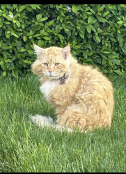 Found/Stray Male Cat last seen San Tomas /Payne, San Jose, CA 95117