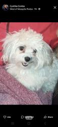 Lost Female Dog last seen Peachtree rd, Mesquite, TX 75149