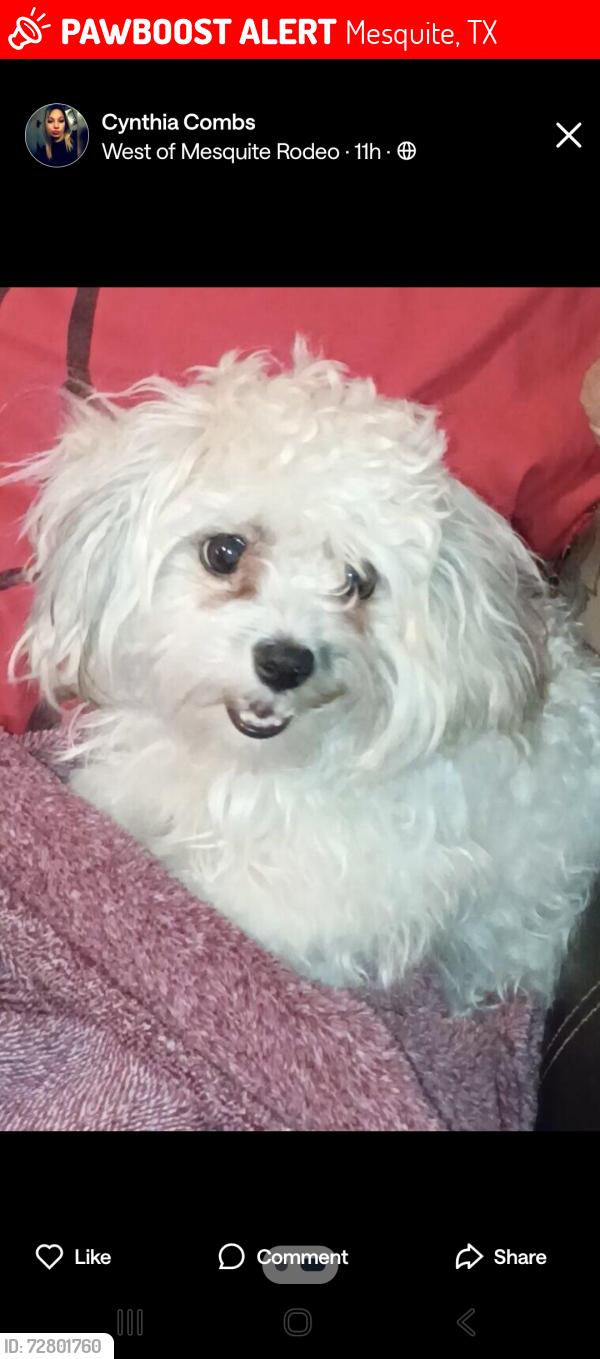 Lost Female Dog last seen Peachtree rd, Mesquite, TX 75149