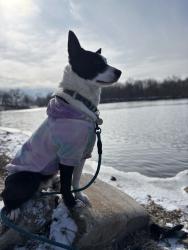 Lost Female Dog last seen N 2853rd Rd and 178, Utica, IL, North Utica, IL 61373