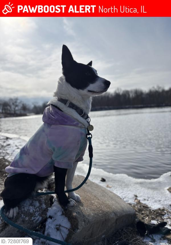 Lost Female Dog last seen N 2853rd Rd and 178, Utica, IL, North Utica, IL 61373