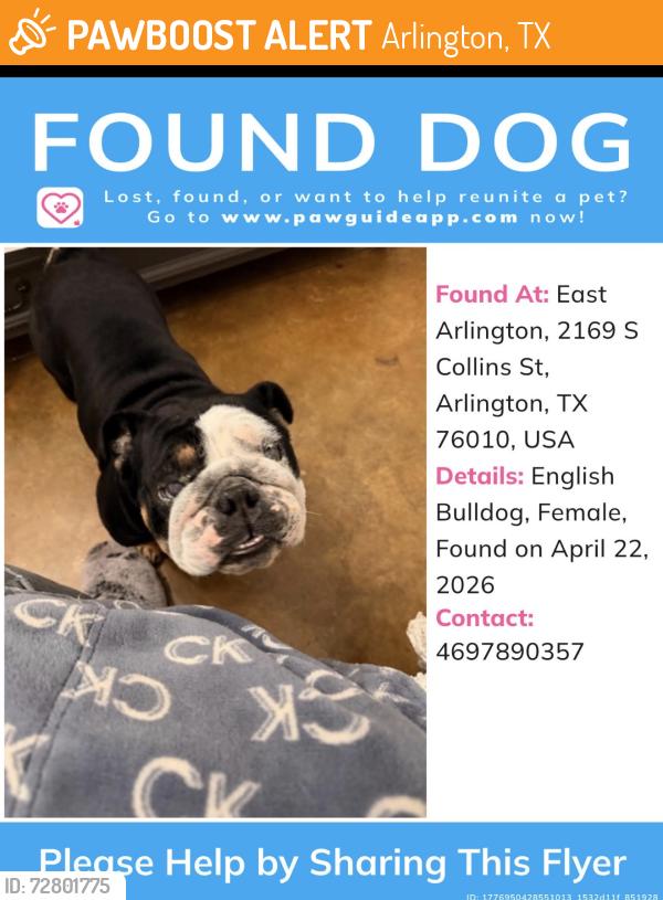 Found/Stray Female Dog last seen Collin’s and pioneer parkway, Arlington, TX 76010