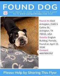 Found/Stray Female Dog last seen Collin’s and pioneer parkway, Arlington, TX 76010