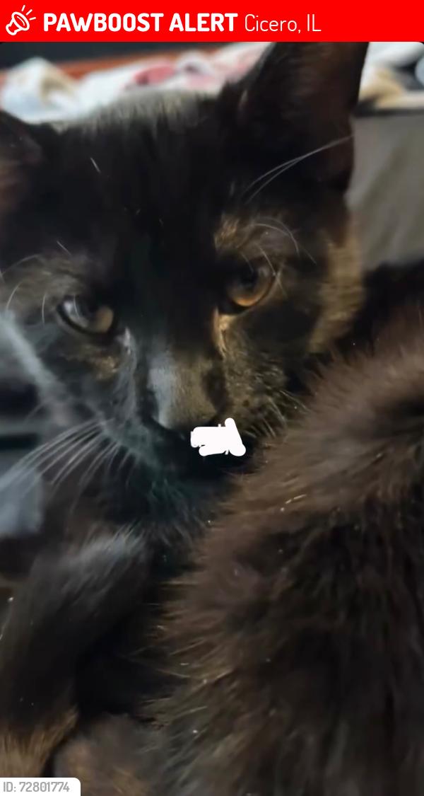 Lost Male Cat last seen Laramie and 30th st, Cicero, IL 60804