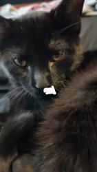 Lost Male Cat last seen Laramie and 30th st, Cicero, IL 60804
