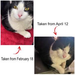 Lost Male Cat last seen Near W 23rd St, Chicago, IL 60623, Chicago, IL 60623