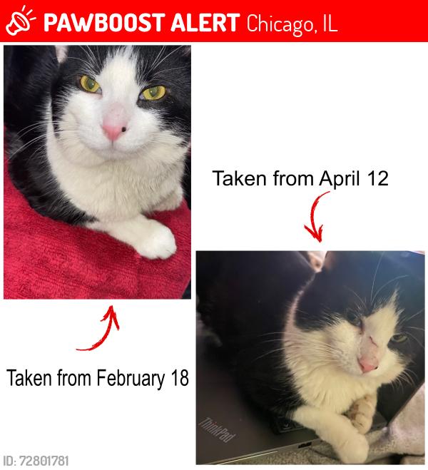 Lost Male Cat last seen Near W 23rd St, Chicago, IL 60623, Chicago, IL 60623