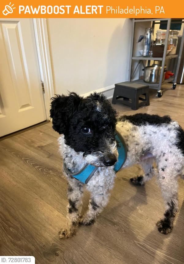 Found/Stray Male Dog last seen Gold Standard Cafe, Philadelphia, PA 19143