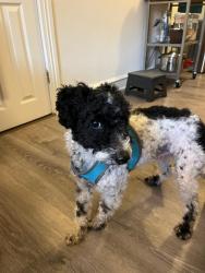 Found/Stray Male Dog last seen Gold Standard Cafe, Philadelphia, PA 19143
