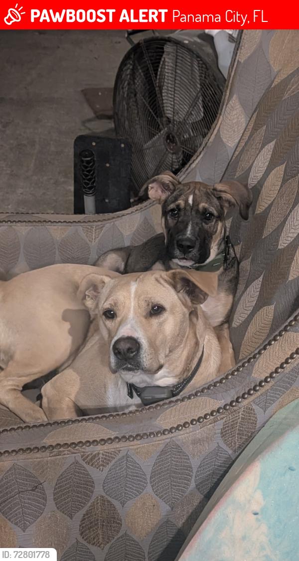 Lost Female Dog last seen game farm, 10 acre , Panama City, FL 32405