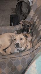 Lost Female Dog last seen game farm, 10 acre , Panama City, FL 32405