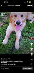 Lost Male Dog last seen Shadeland , Indianapolis, IN 46226