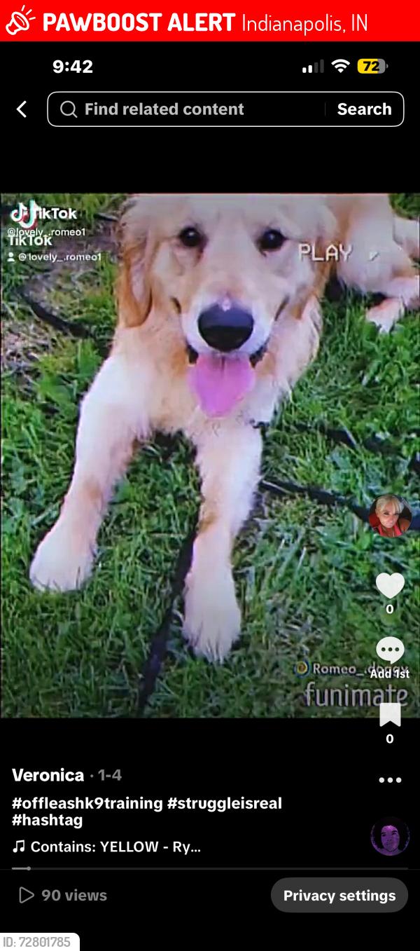 Lost Male Dog last seen Shadeland , Indianapolis, IN 46226