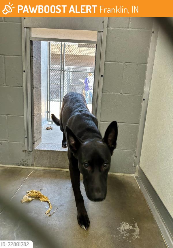 Found/Stray Male Dog last seen Francis St -Franklin, IN, Franklin, IN 46131