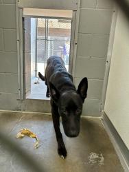 Found/Stray Male Dog last seen Francis St -Franklin, IN, Franklin, IN 46131