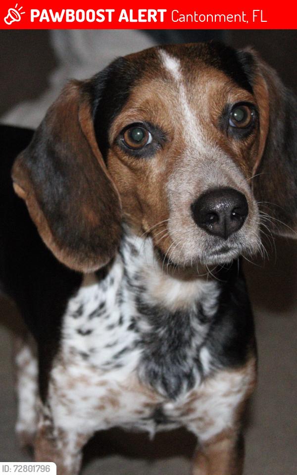Lost Female Dog last seen Cantonment, FL, Cantonment, FL 32533