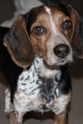 Lost Female Dog last seen Cantonment, FL, Cantonment, FL 32533