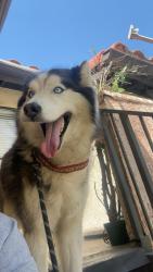 Found/Stray Male Dog last seen Cal State San Bernardino, San Bernardino, CA 92405
