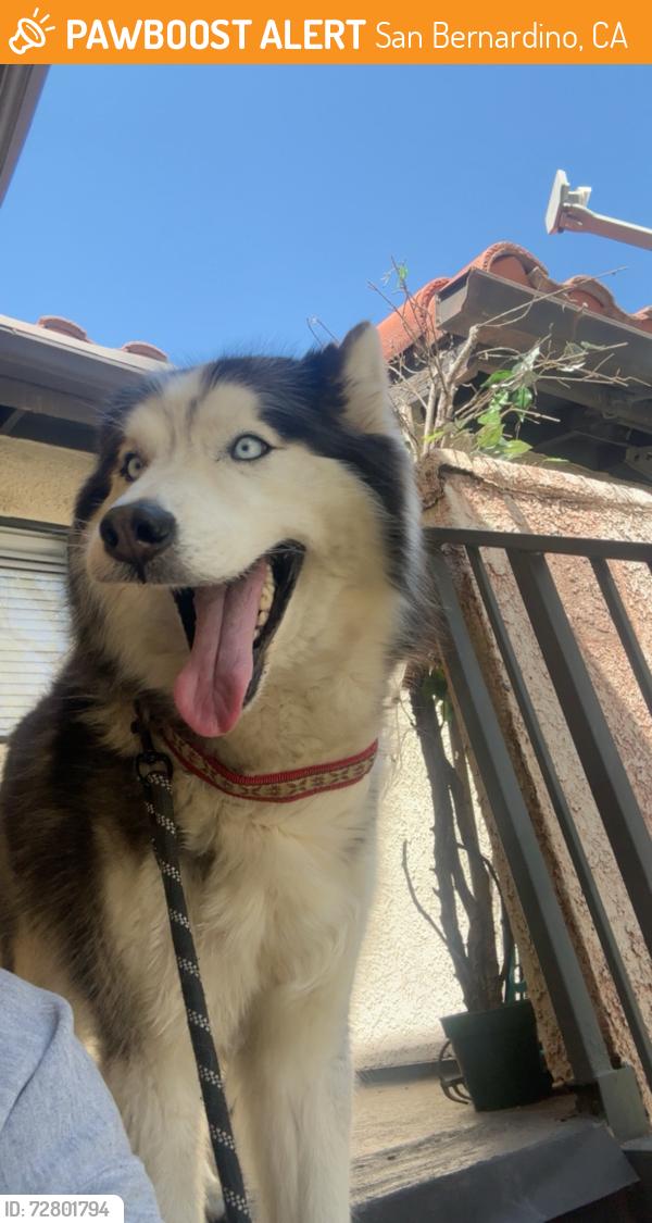 Found/Stray Male Dog last seen Cal State San Bernardino, San Bernardino, CA 92405