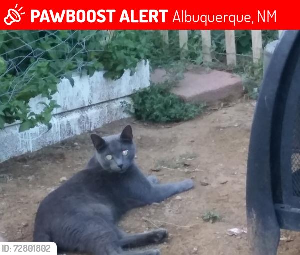 Lost Male Cat last seen Pitt and Aspen ne, Albuquerque, NM 87111
