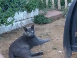 Lost Male Cat last seen Pitt and Aspen ne, Albuquerque, NM 87111
