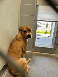 Found/Stray Female Dog last seen Northeast Elementary School, Greenwood, IN 46143