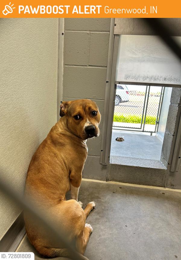 Found/Stray Female Dog last seen Northeast Elementary School, Greenwood, IN 46143