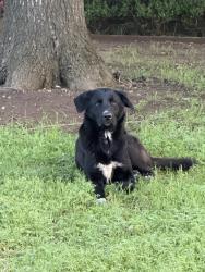 Found/Stray Male Dog last seen Northglen Drive, Fort Worth, TX 76119