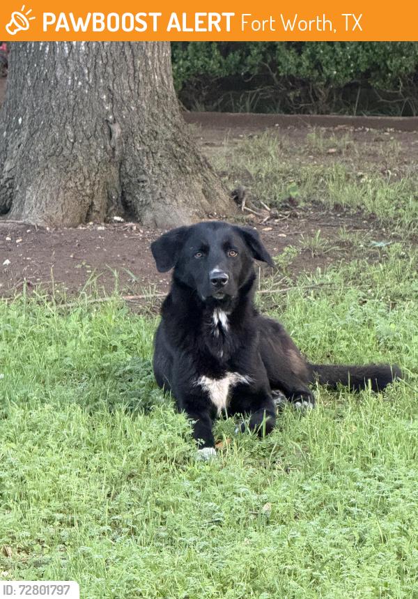 Found/Stray Male Dog last seen Northglen Drive, Fort Worth, TX 76119