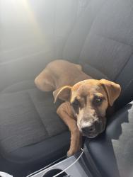Found/Stray Female Dog last seen Kirkdale, Houston, TX 77089