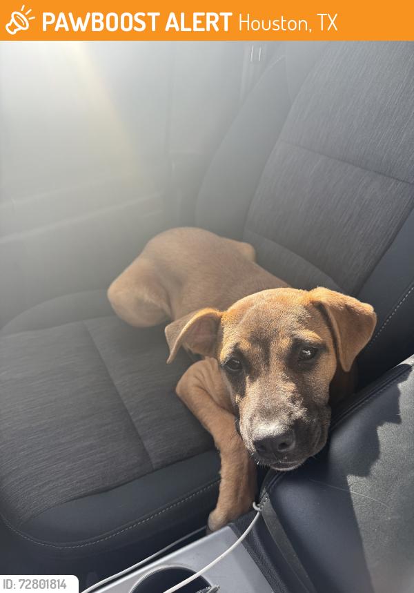 Found/Stray Female Dog last seen Kirkdale, Houston, TX 77089