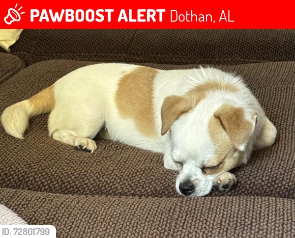 Lost Female Dog last seen Wiregrass Spay/Neuter Alliance, Dothan, AL 36301