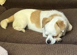 Lost Female Dog last seen Wiregrass Spay/Neuter Alliance, Dothan, AL 36301