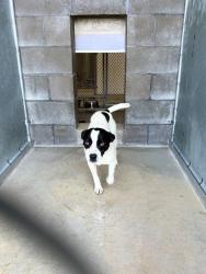 Found/Stray Male Dog last seen E 600 S, Franklin, IN, Nineveh Township, IN 46164