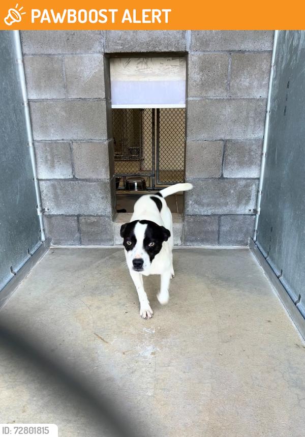 Found/Stray Male Dog last seen E 600 S, Franklin, IN, Nineveh Township, IN 46164