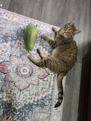 Lost Male Cat last seen Old hickory Blvd and Barrington place drive, Brentwood, TN 37027