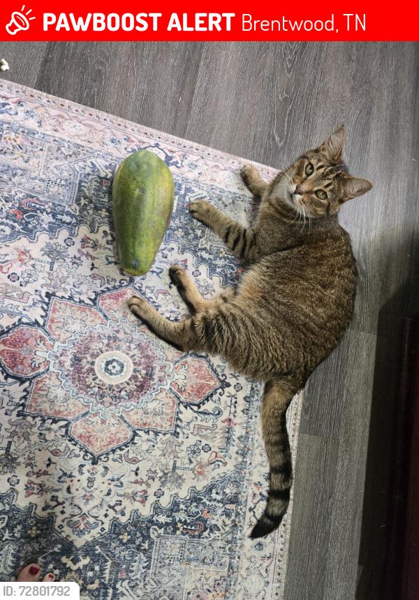 Lost Male Cat last seen Old hickory Blvd and Barrington place drive, Brentwood, TN 37027