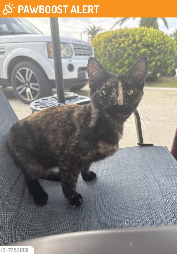 Found/Stray Female Cat last seen Bella Romas , Panama City Beach, FL 32407