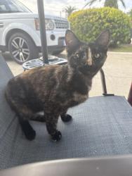 Found/Stray Female Cat last seen Bella Romas , Panama City Beach, FL 32407