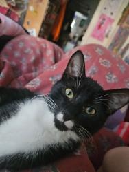 Lost Male Cat last seen Rite Aide, Clearlake, CA 95422