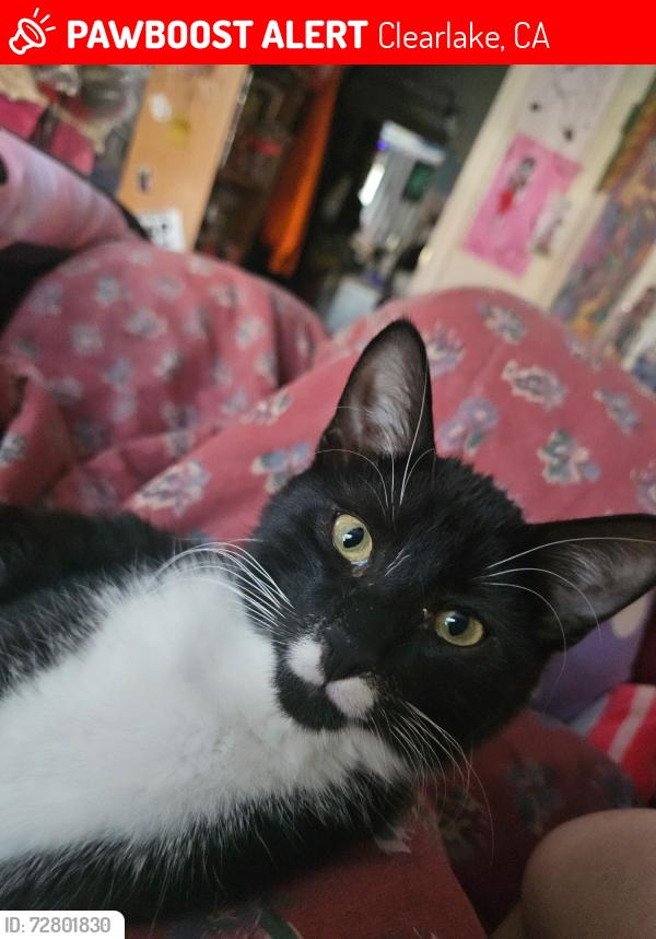 Lost Male Cat last seen Rite Aide, Clearlake, CA 95422
