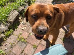 Found/Stray Male Dog last seen Ridge rd and blooming glen rd, Perkasie, PA 18944