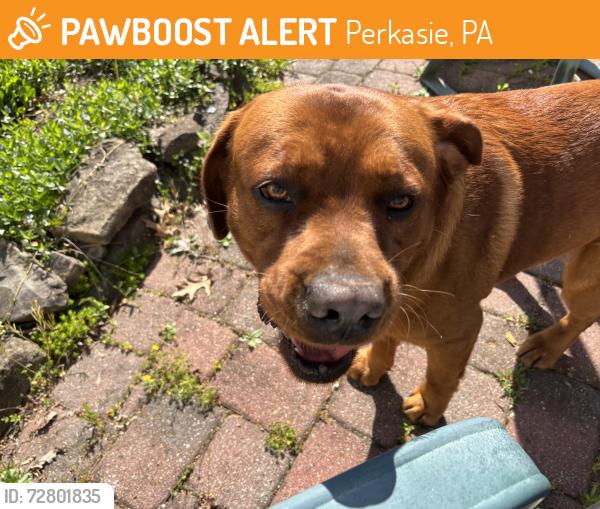 Found/Stray Male Dog last seen Ridge rd and blooming glen rd, Perkasie, PA 18944