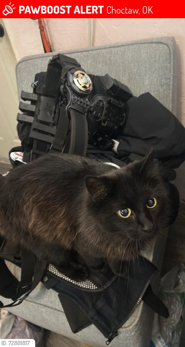 Lost Female Cat last seen N.E. 63rd and Choctaw rd, Choctaw, OK 73020