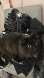 Lost Female Cat last seen N.E. 63rd and Choctaw rd, Choctaw, OK 73020