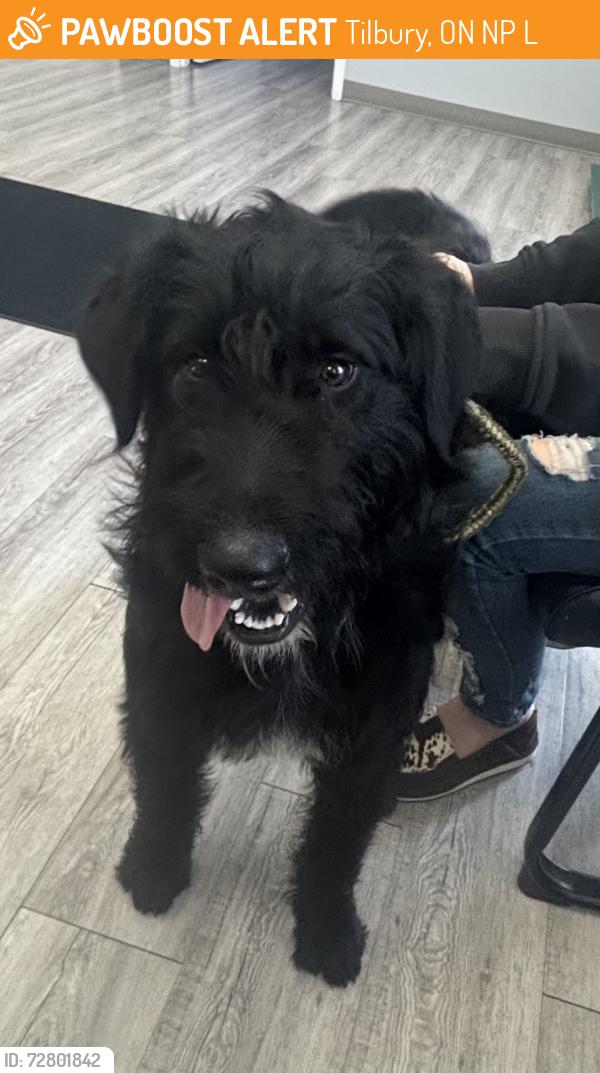 Found/Stray Male Dog last seen Coatsworth , Tilbury, ON N0P 2L0