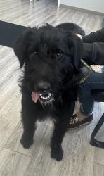 Found/Stray Male Dog last seen Coatsworth , Tilbury, ON N0P 2L0